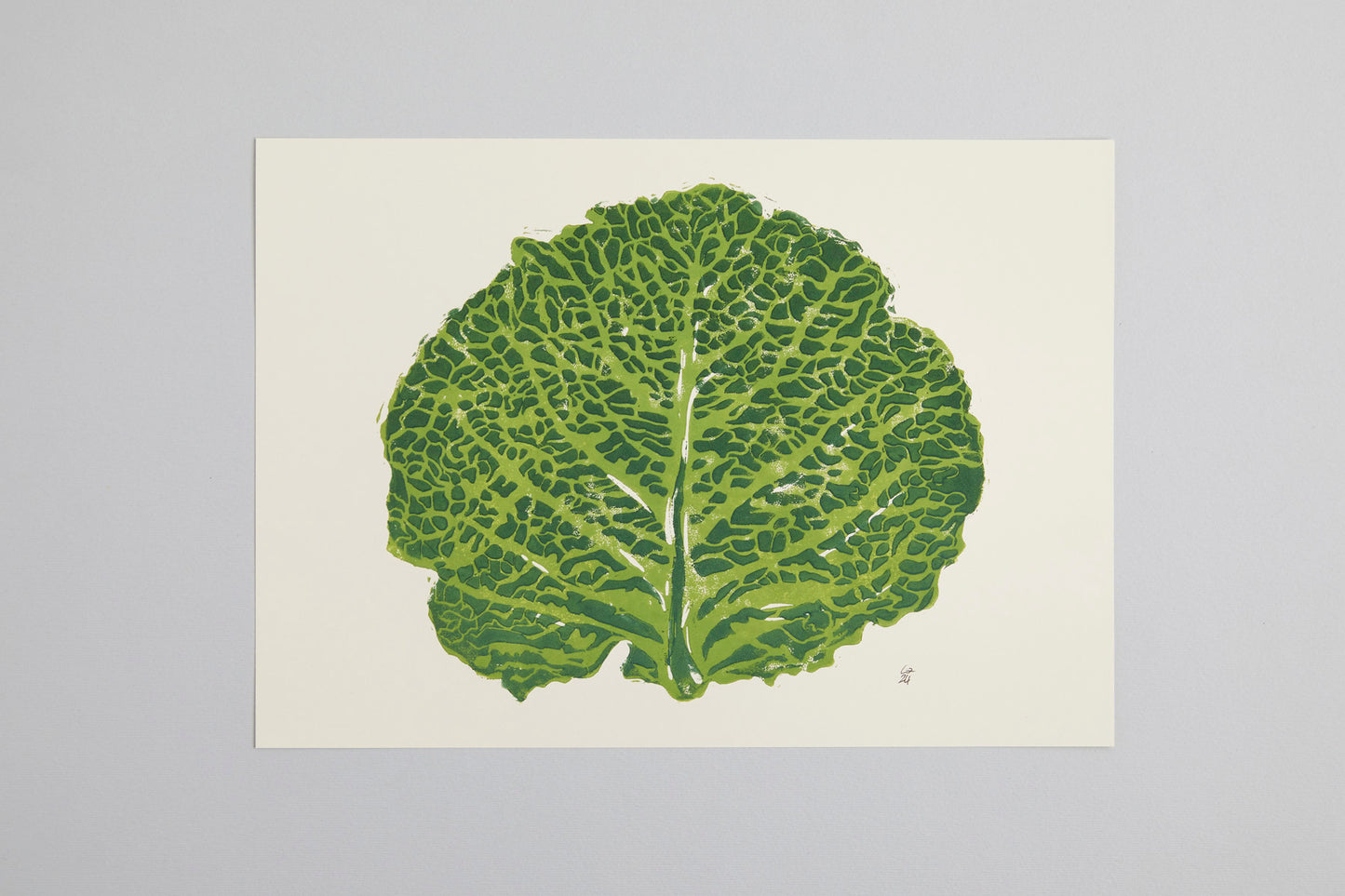 Savoy cabbage